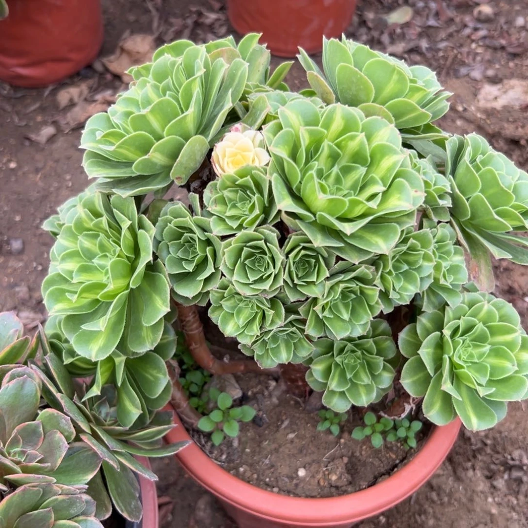 多肉植物琉璃翡翠