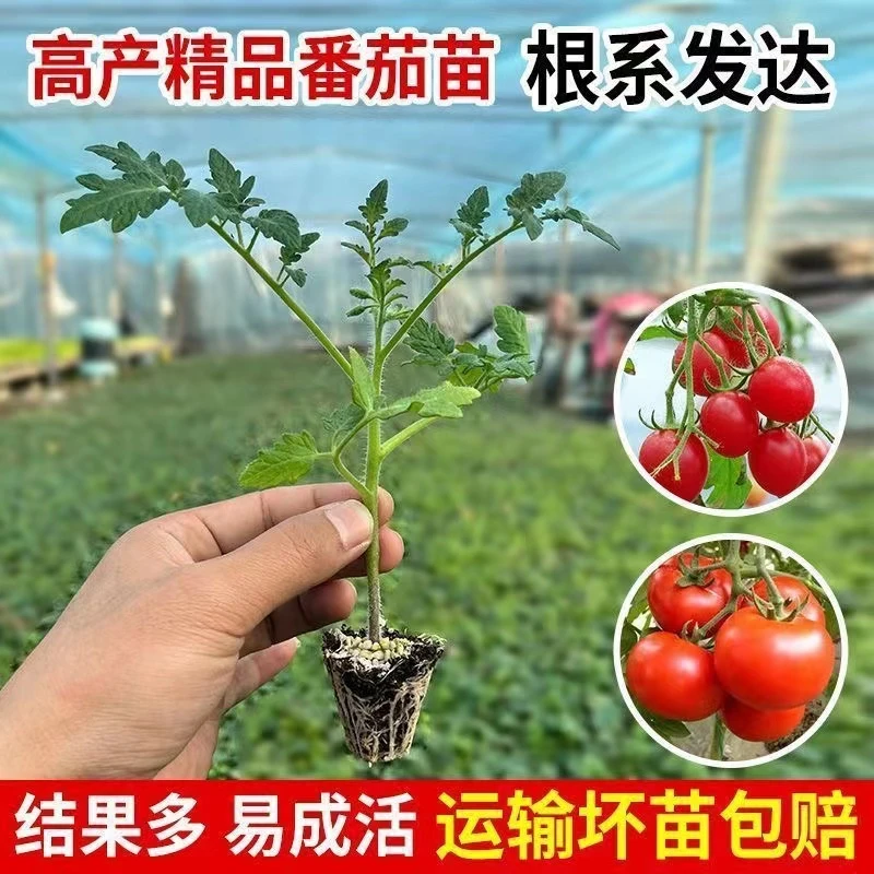 高产穴盘番茄苗圣女果苗樱桃番茄苗西红柿秧苗盆栽地栽四季种植