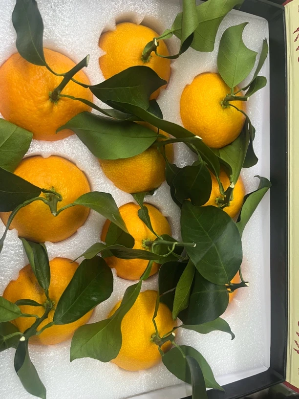 象山红美人五斤装