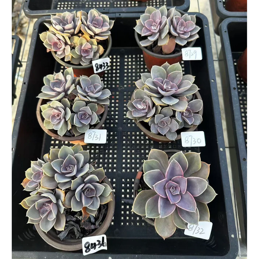 【群生紫珍珠,满9.9包邮】多肉植物8-9厘米左右