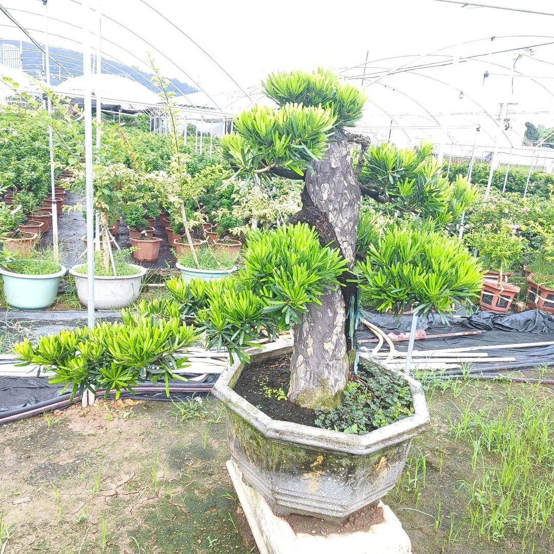 罗汉松盆栽老桩绿植盆景防辐射净化空气吸收二氧化硫新手小白好养