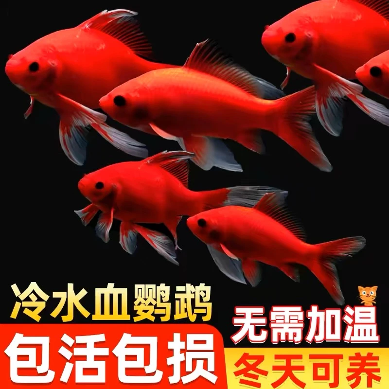 【至少50条】3-8厘米冷水血鹦鹉喜迎红金缸养神器耐养好活混搭草金