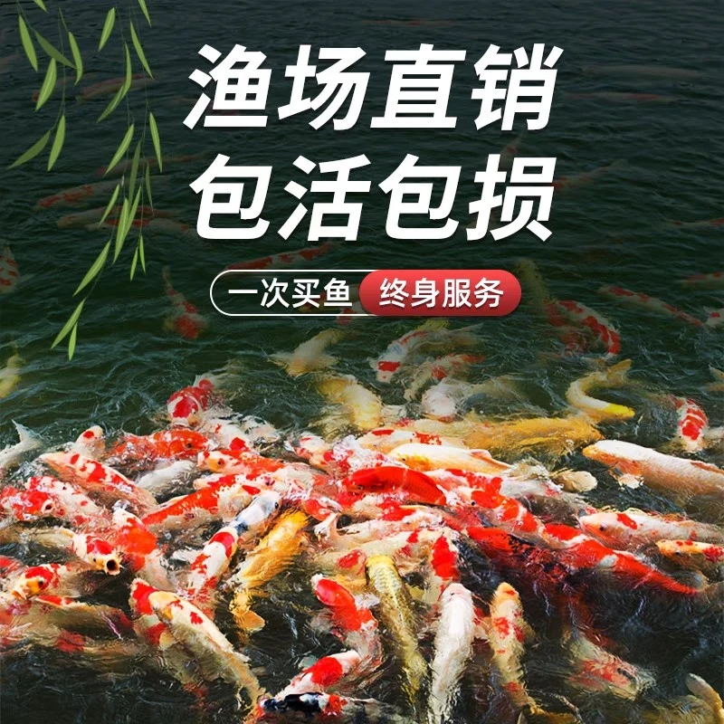 （七条装）火鲤红鹦鹉铁包金黄蝴蝶玛雅熊猫好养耐活随机混搭发货