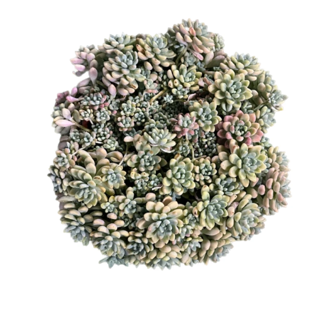 眼镜多肉（奶酪蛋糕）老桩飘枝盆栽盆景多肉