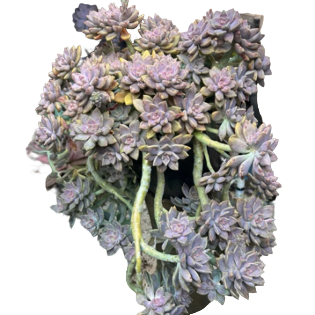 （特大悬崖阿伦陪）老桩飘枝盆栽盆景多肉