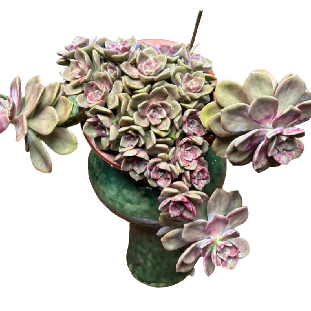 （大紫乐）老桩飘枝盆栽盆景多肉