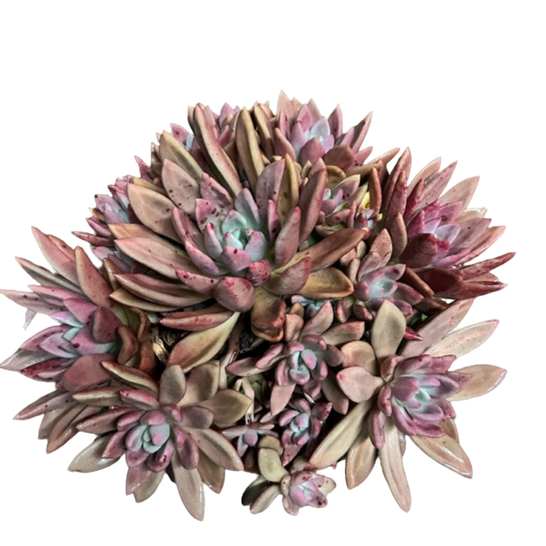 眼镜多肉（桃花源）老桩飘枝盆栽盆景多肉