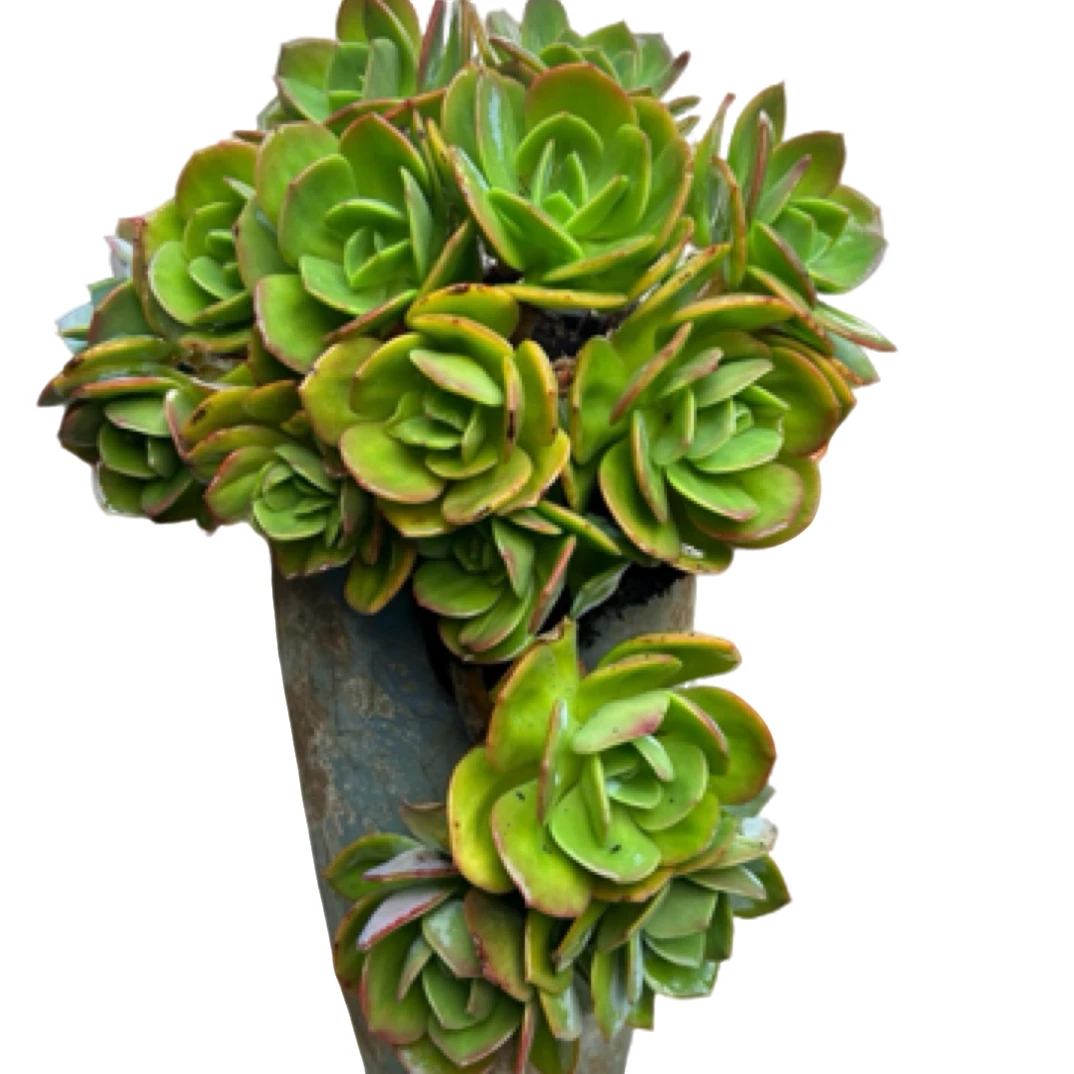 眼镜多肉（大白凤）整装老桩飘枝盆栽盆景多肉