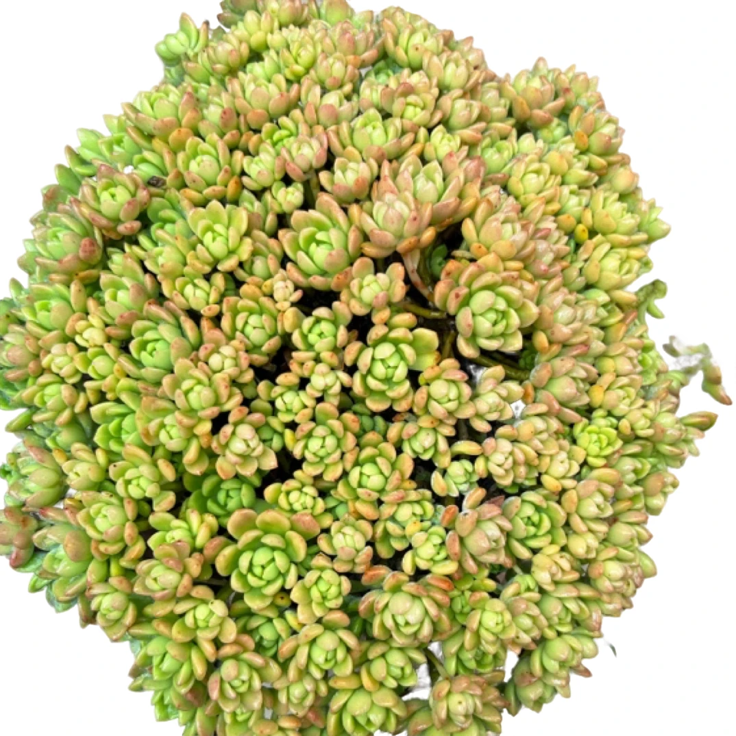 眼镜多肉（大桃酥）老桩飘枝盆栽盆景多肉