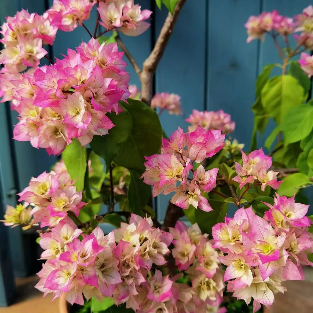 【重瓣怡景】三角梅花卉四季开花基地直发  一物一拍