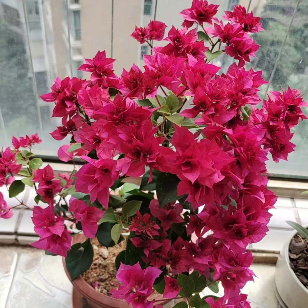 【重瓣红】三角梅花卉四季开花基地直发  一物一拍