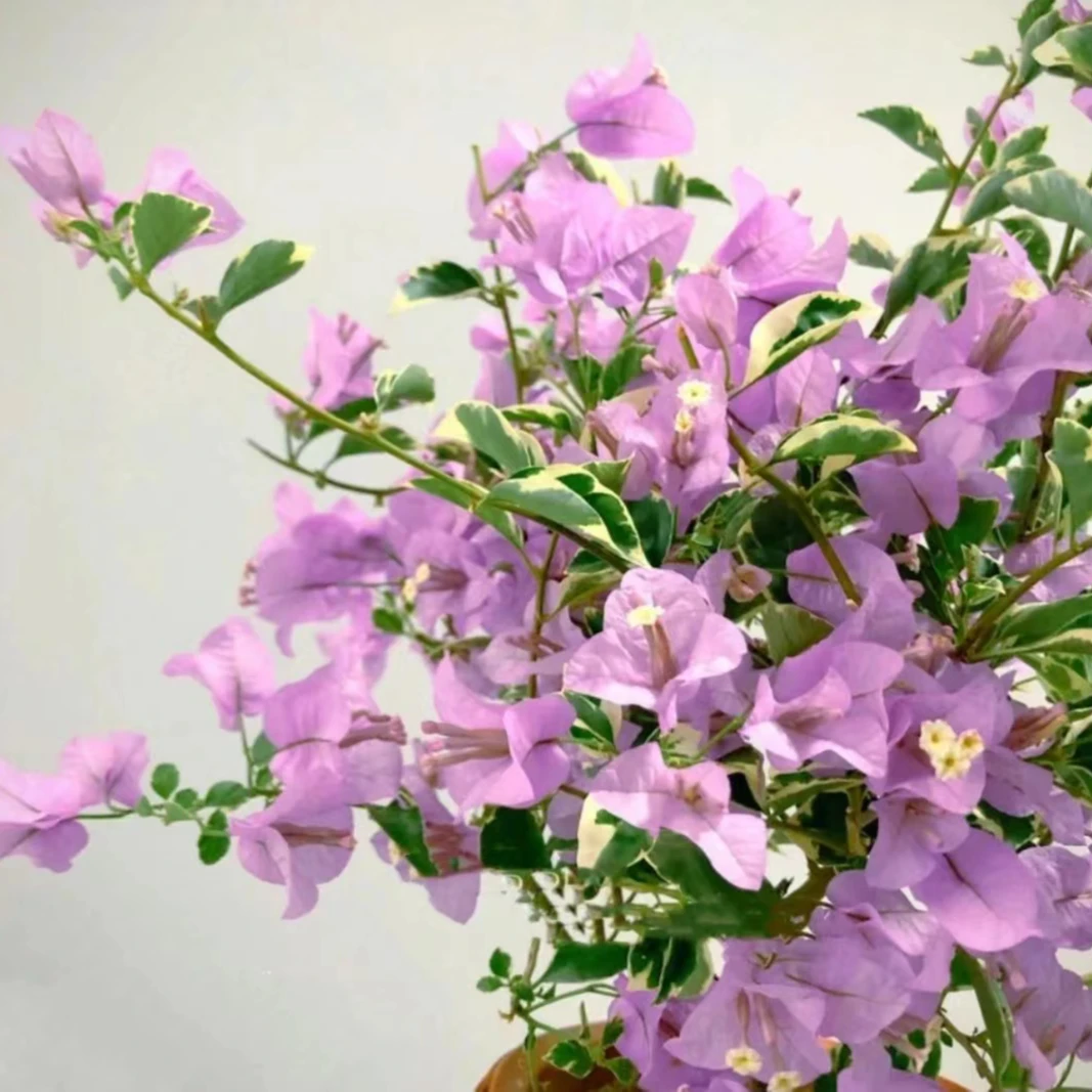 【银边水仙紫】高飘三角梅花卉四季开花基地直发  一物一拍