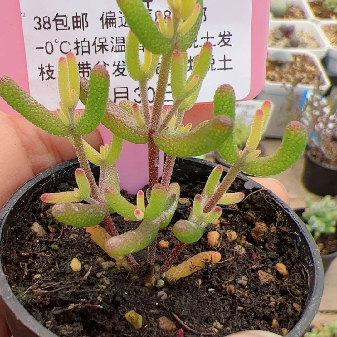 【闪购商品】静****.44号糖球锦12.30多肉