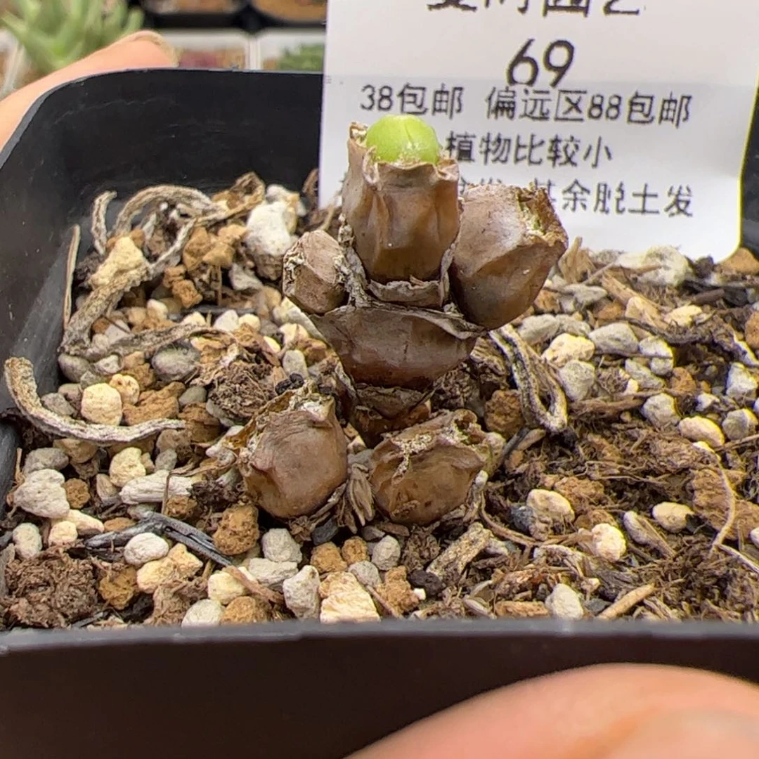 69号碧光环小兔子8.27多肉