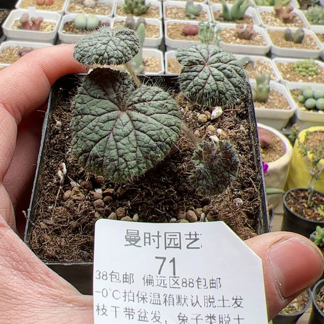 【闪购商品】翻***珠12.25圆叶洋葵多肉71