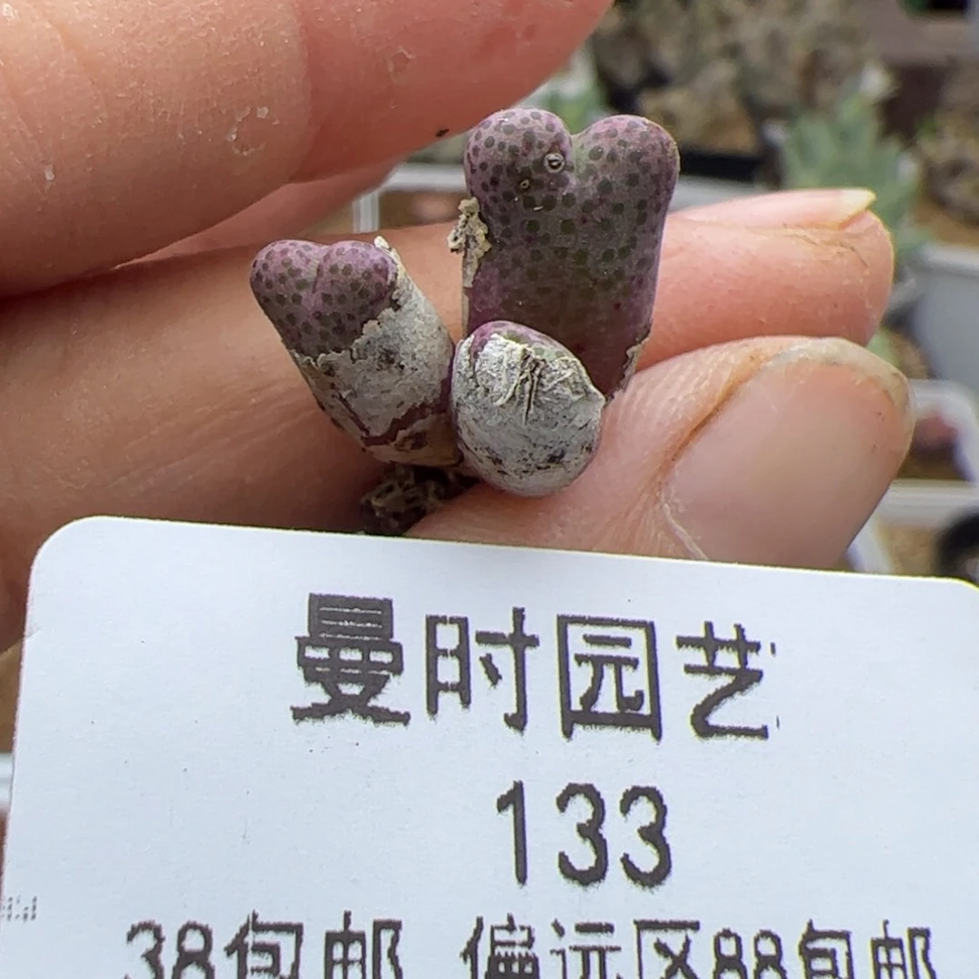 133号斑马10.7多肉