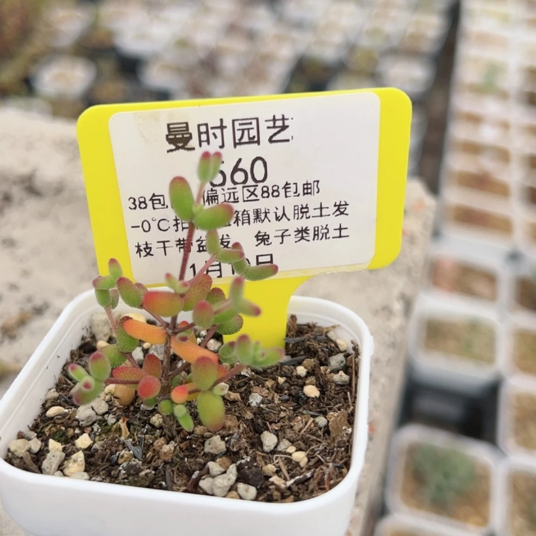 【闪购商品】蜜1.10糖球多肉560