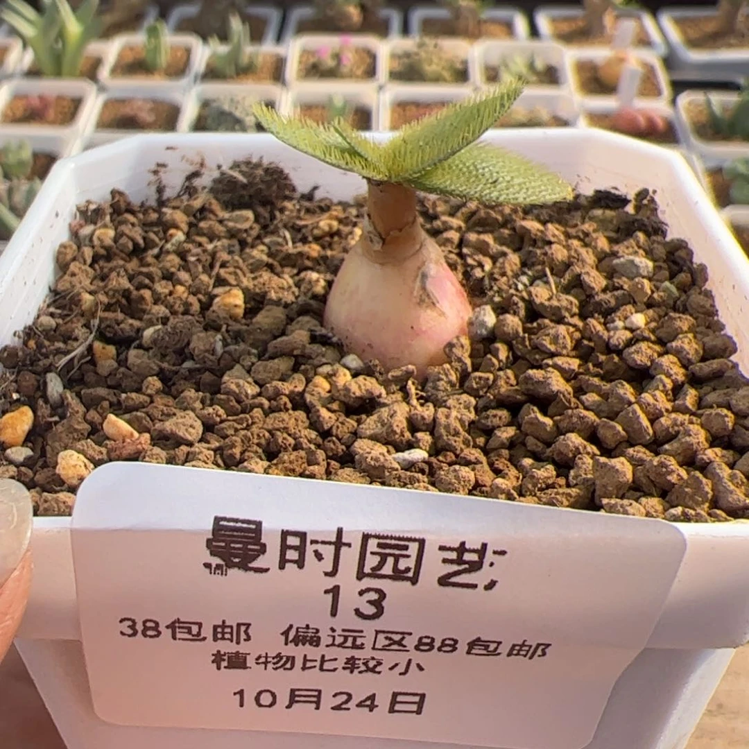 13号福利刺叶灯台百合10.24多肉