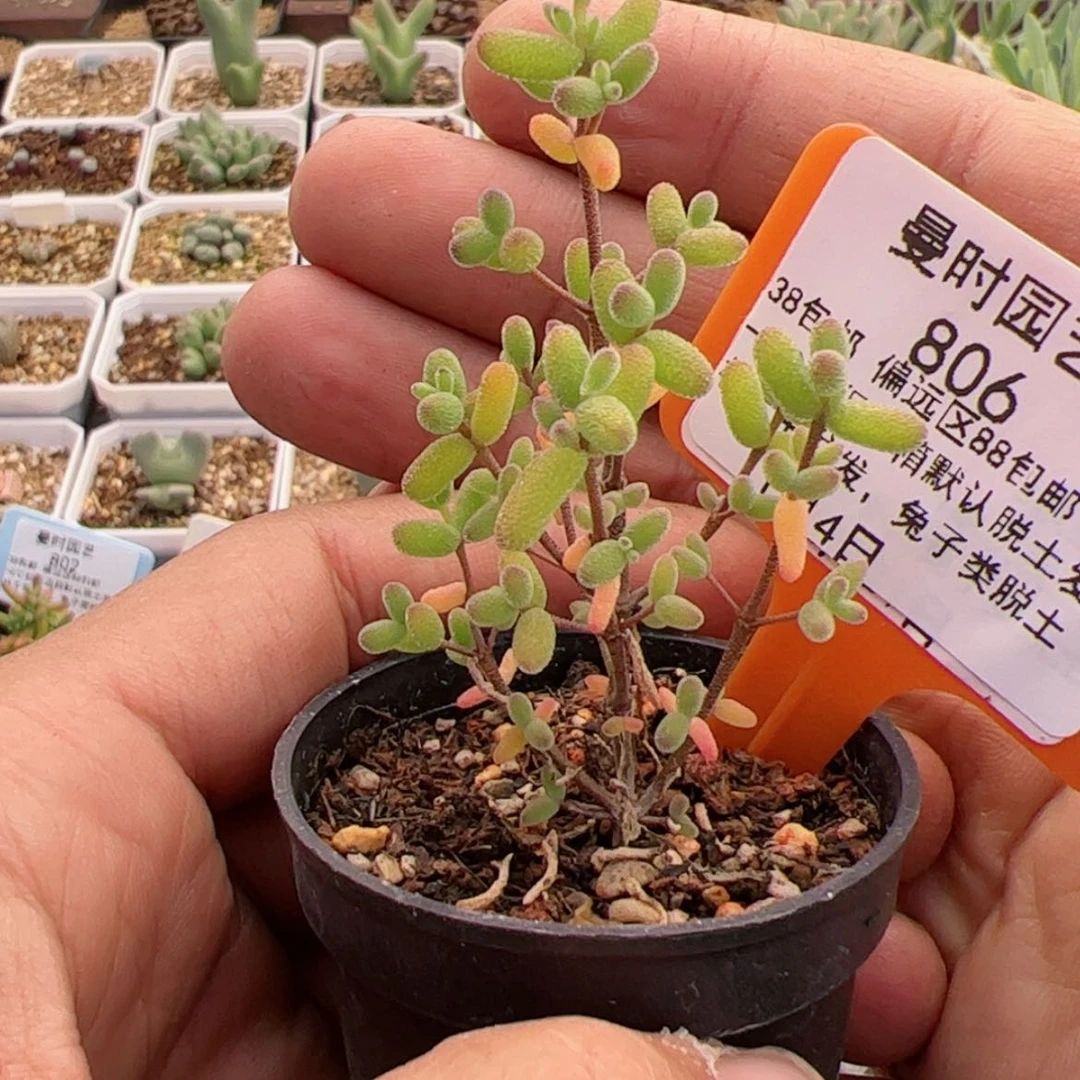 【闪购商品】1.4糖球多肉806