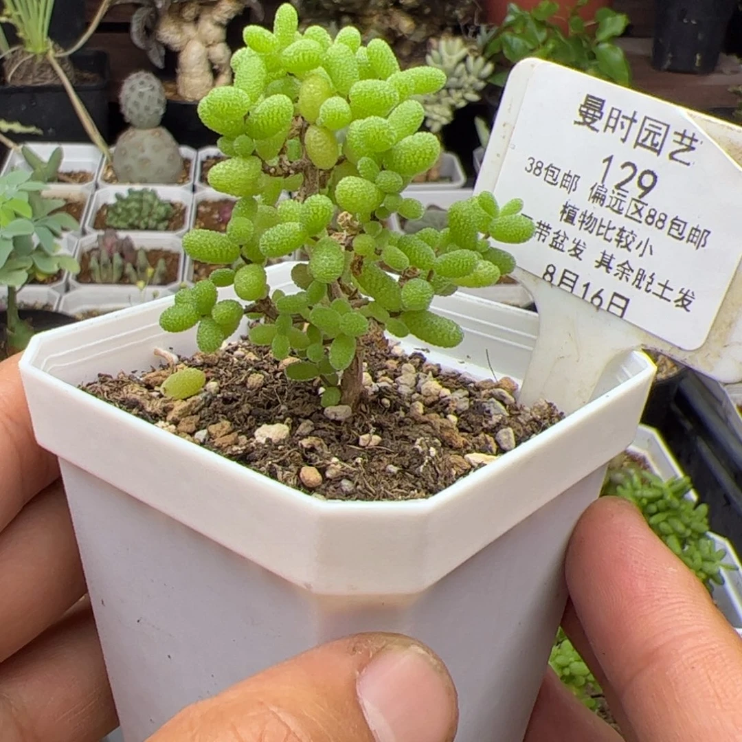 8.16金桔糖球多肉植物129