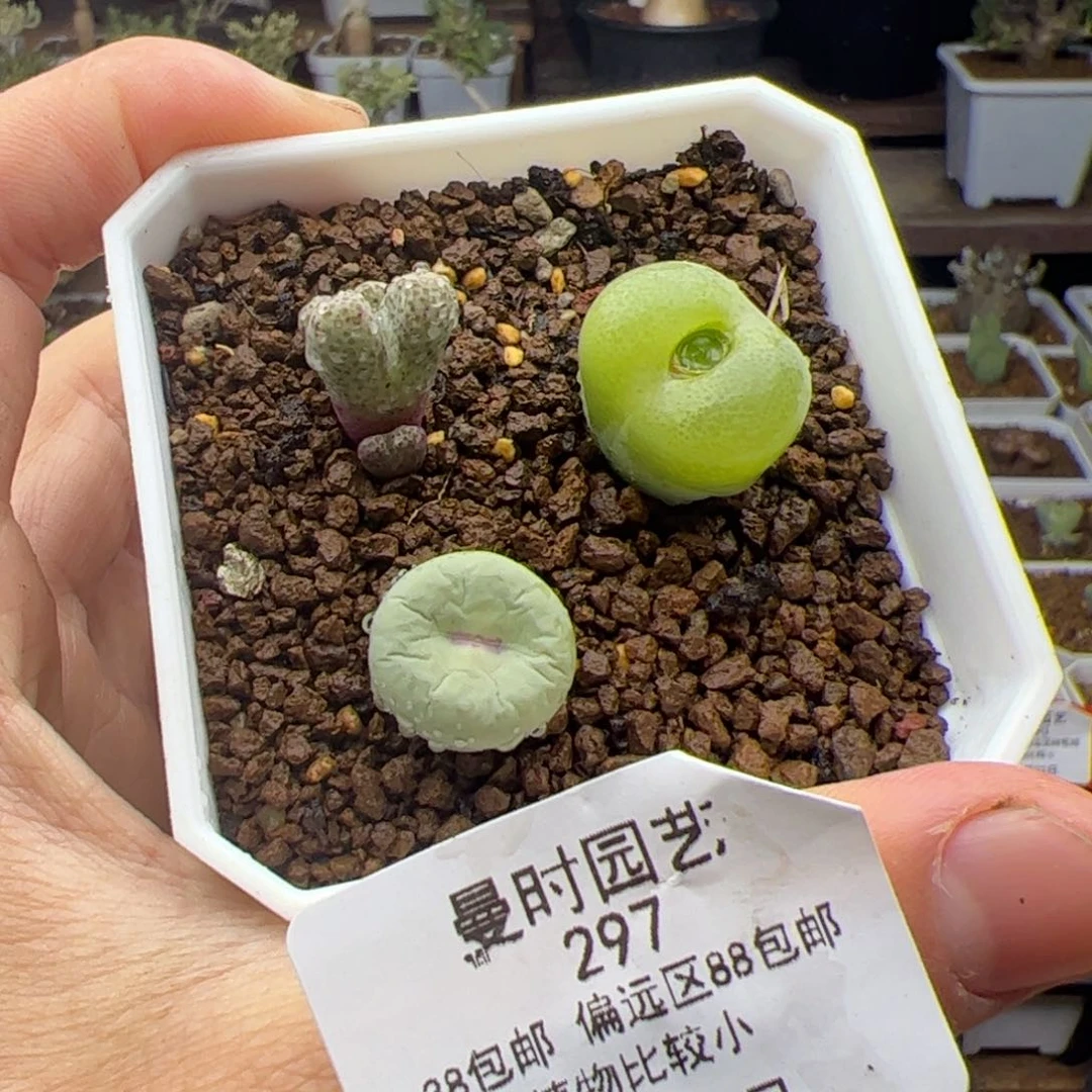 落*10.22三拼多肉297