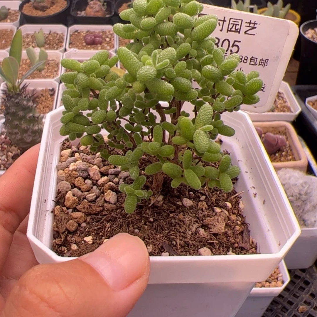 305号蜜橘糖球8.24多肉