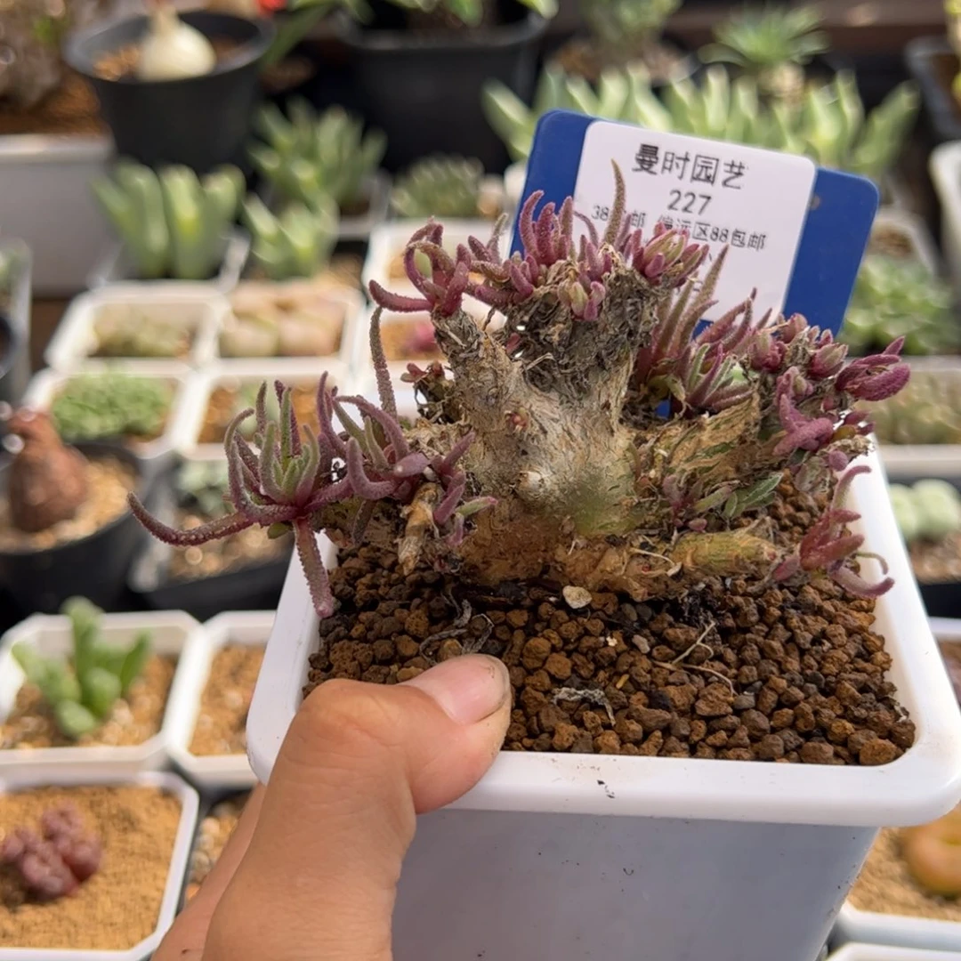 227号天赐9.23多肉