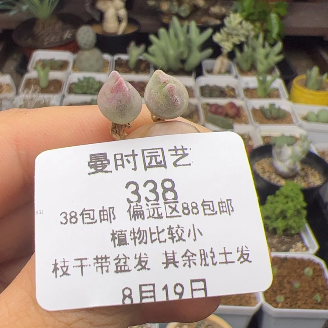 8.19矮胖空蝉两个多肉338