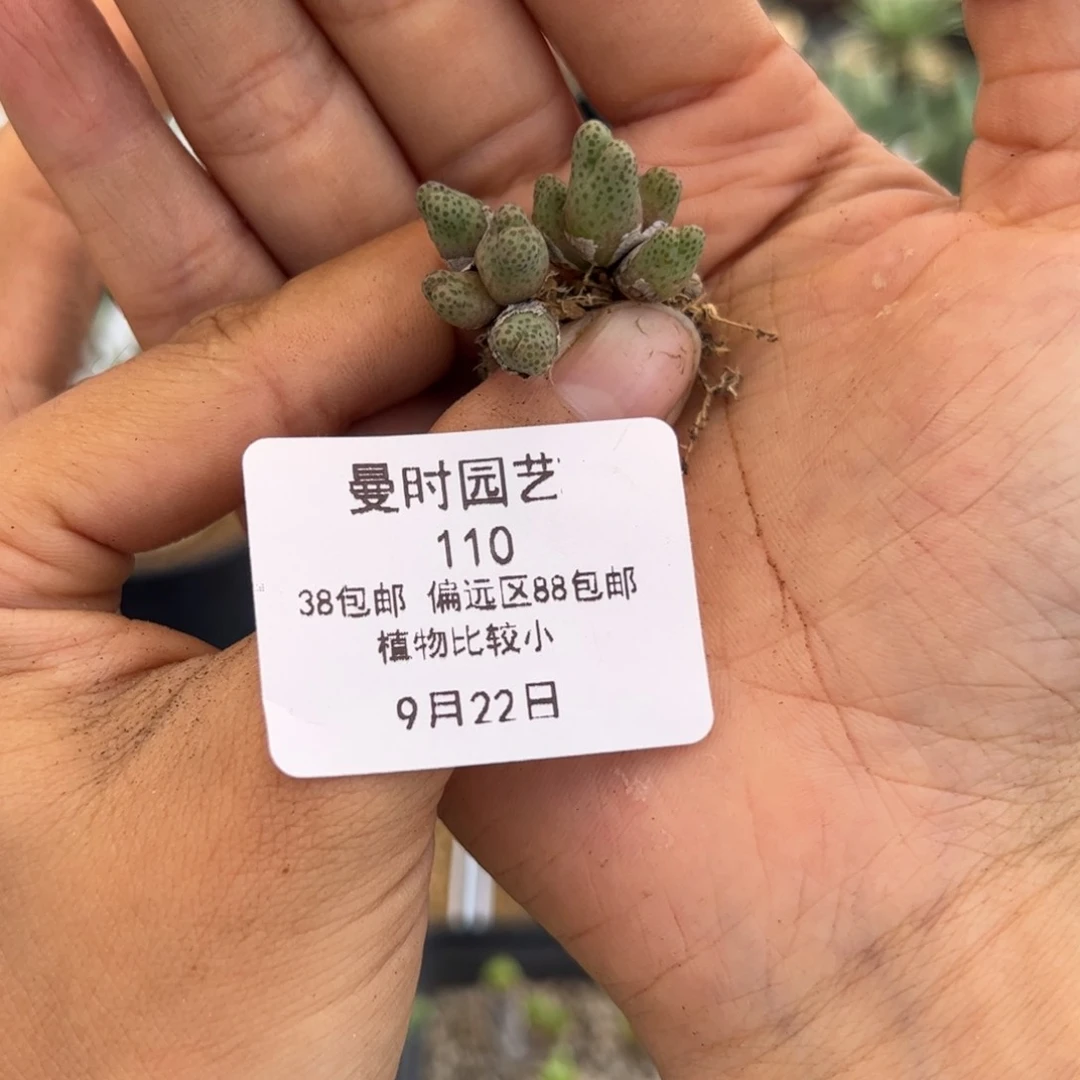 o****鱼110号955d斑马9.22多肉