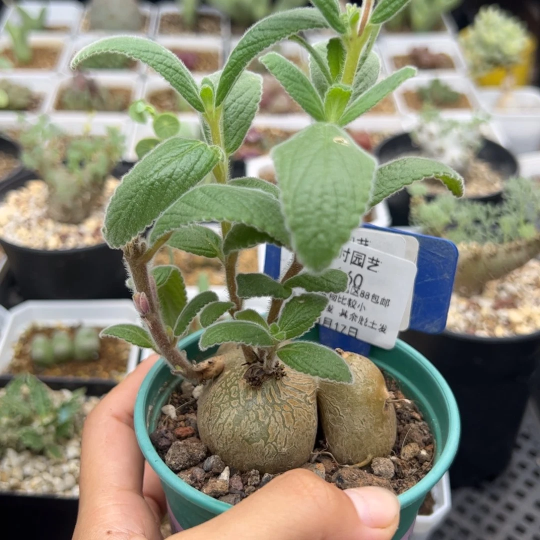 160号白花断崖女王8.17多肉