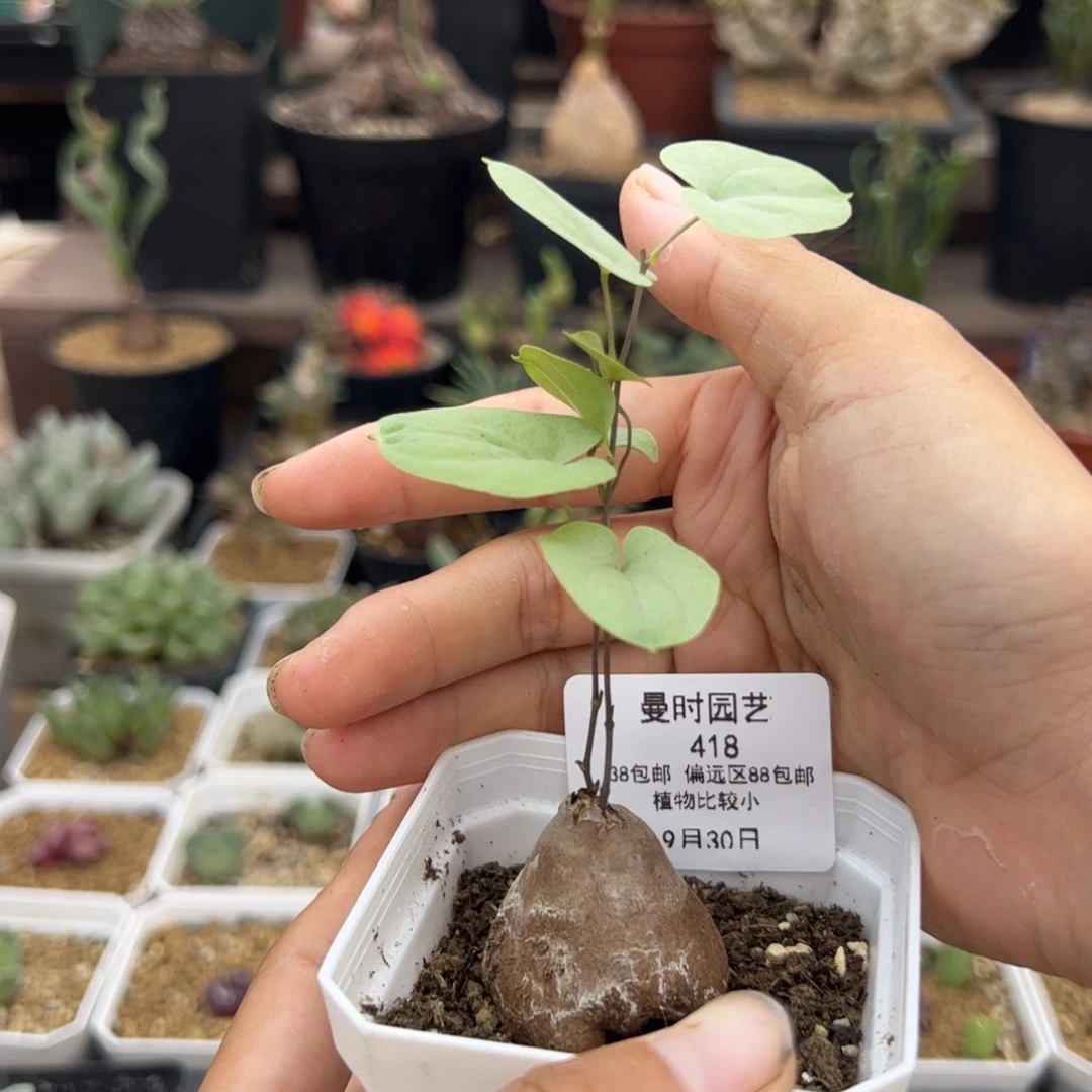 418号福利象足龟甲龙9.30多肉植物