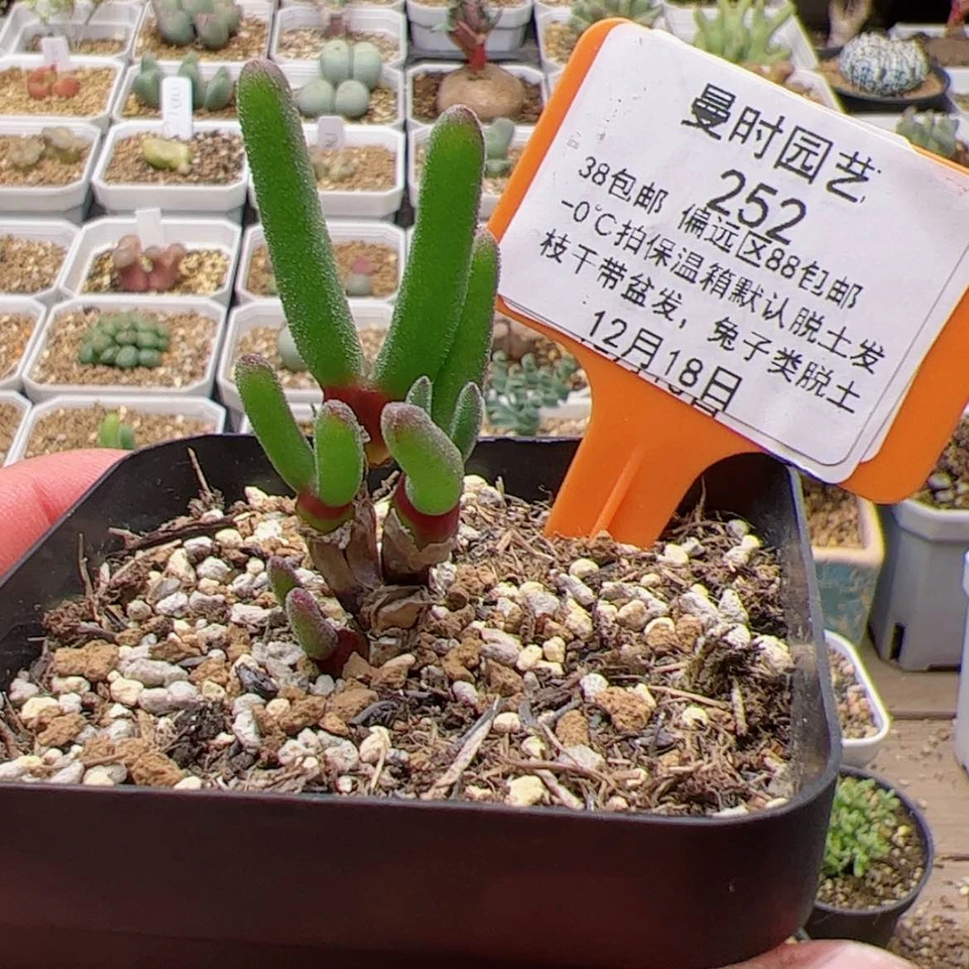 【闪购商品】12.18碧光环多肉252