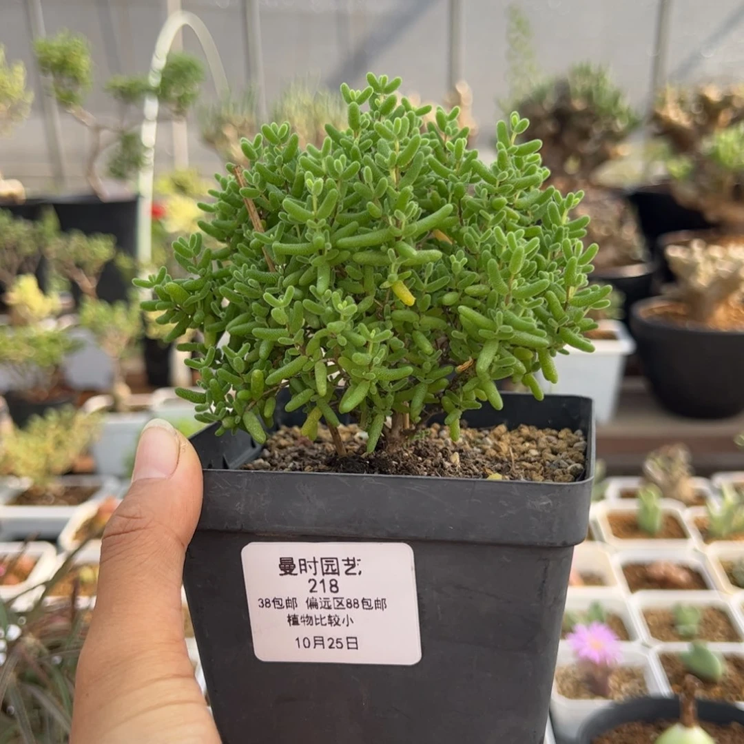 218号蜜橘糖球10.25多肉