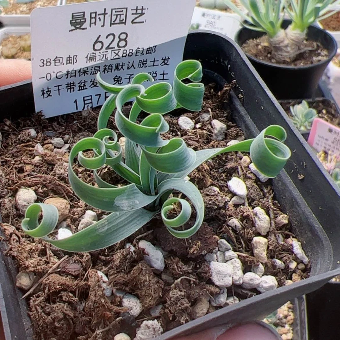 【闪购商品】小*蕉628号弹簧草1.7多肉
