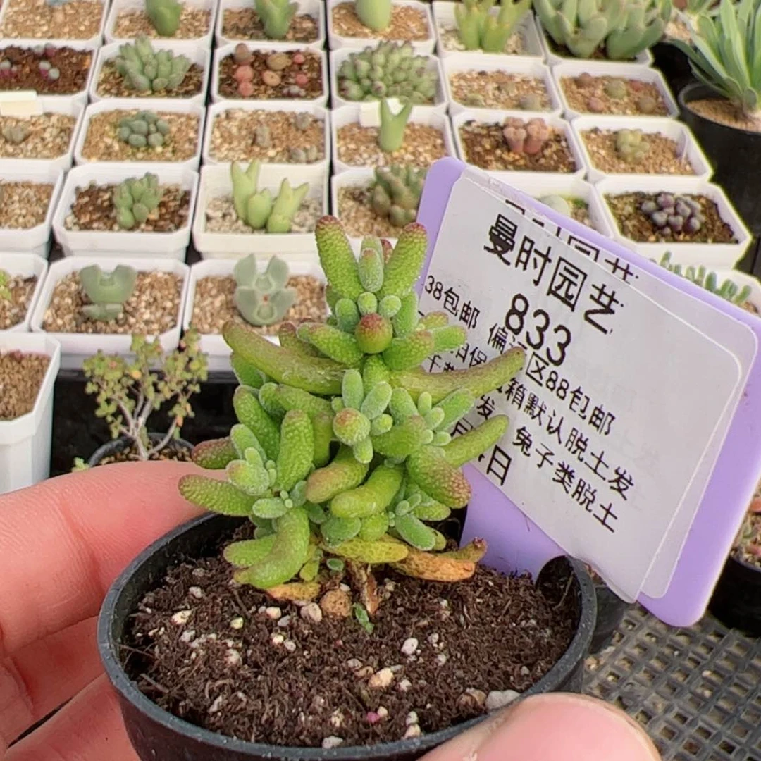 【闪购商品】旺****。1.4蜜桔福利多肉833