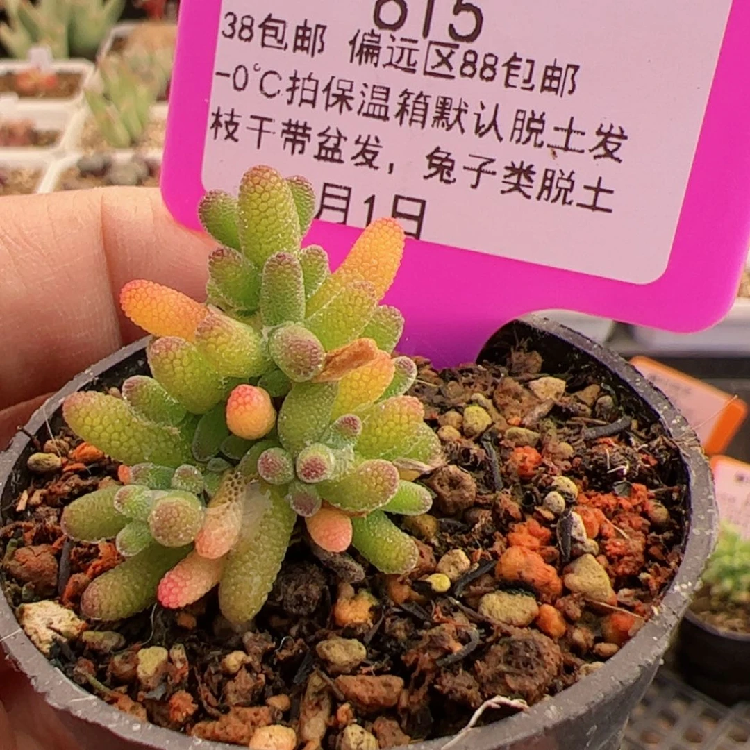 【闪购商品】1.1糖球多肉615
