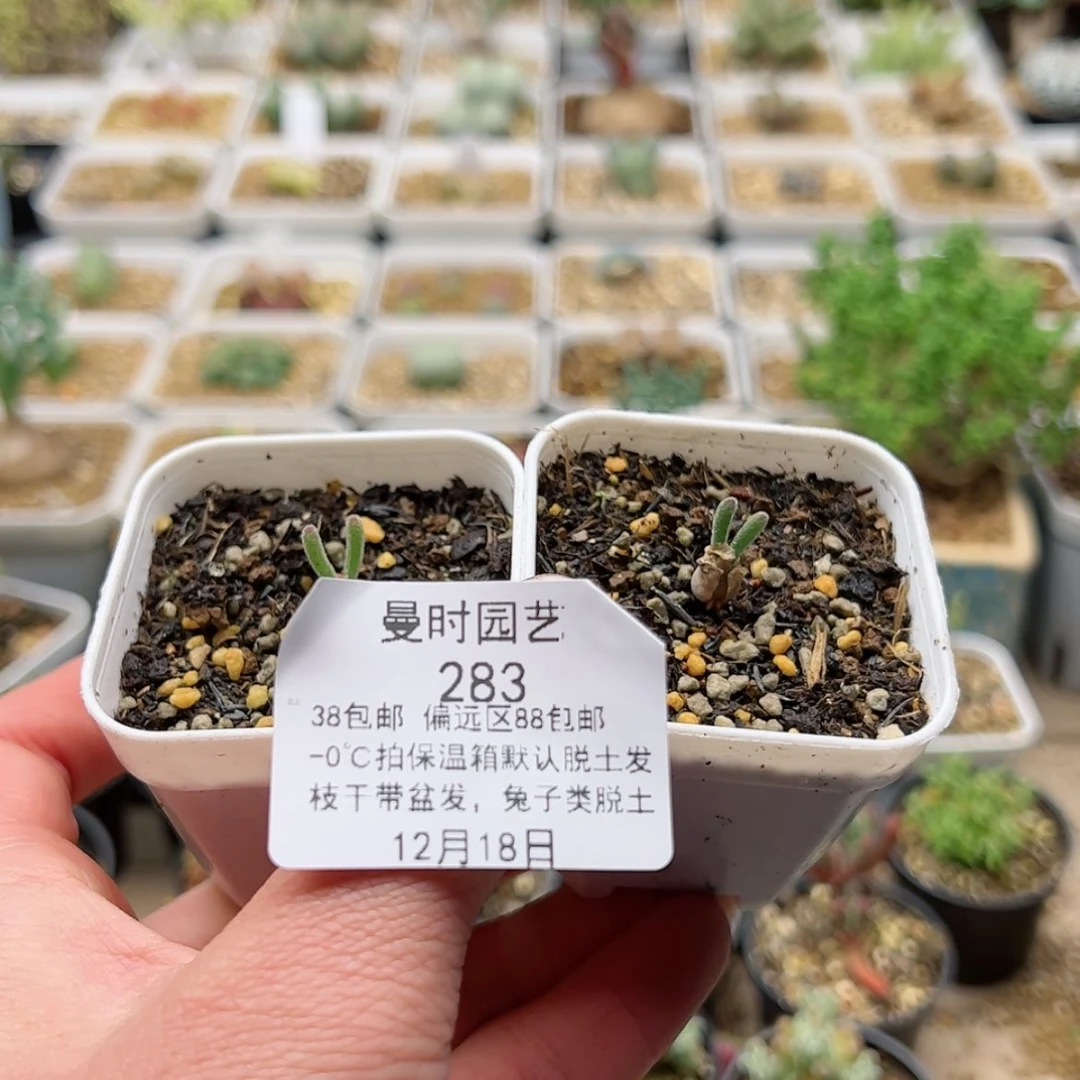 【闪购商品】松*12.18碧光环多肉283