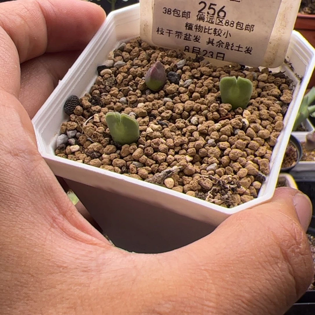 8.23大眼睛多肉植物256