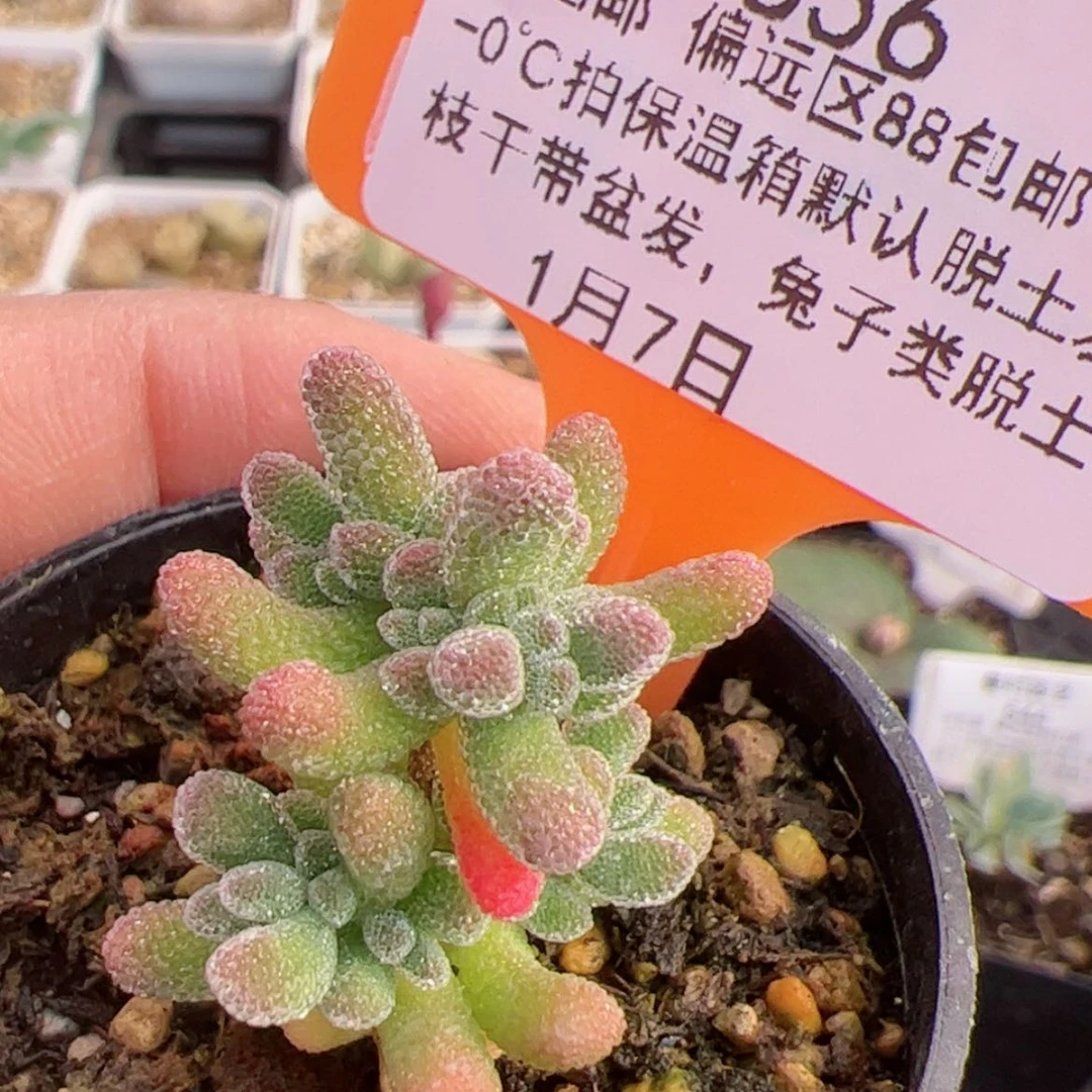 【闪购商品】泽****贝1.7冰晶多肉556