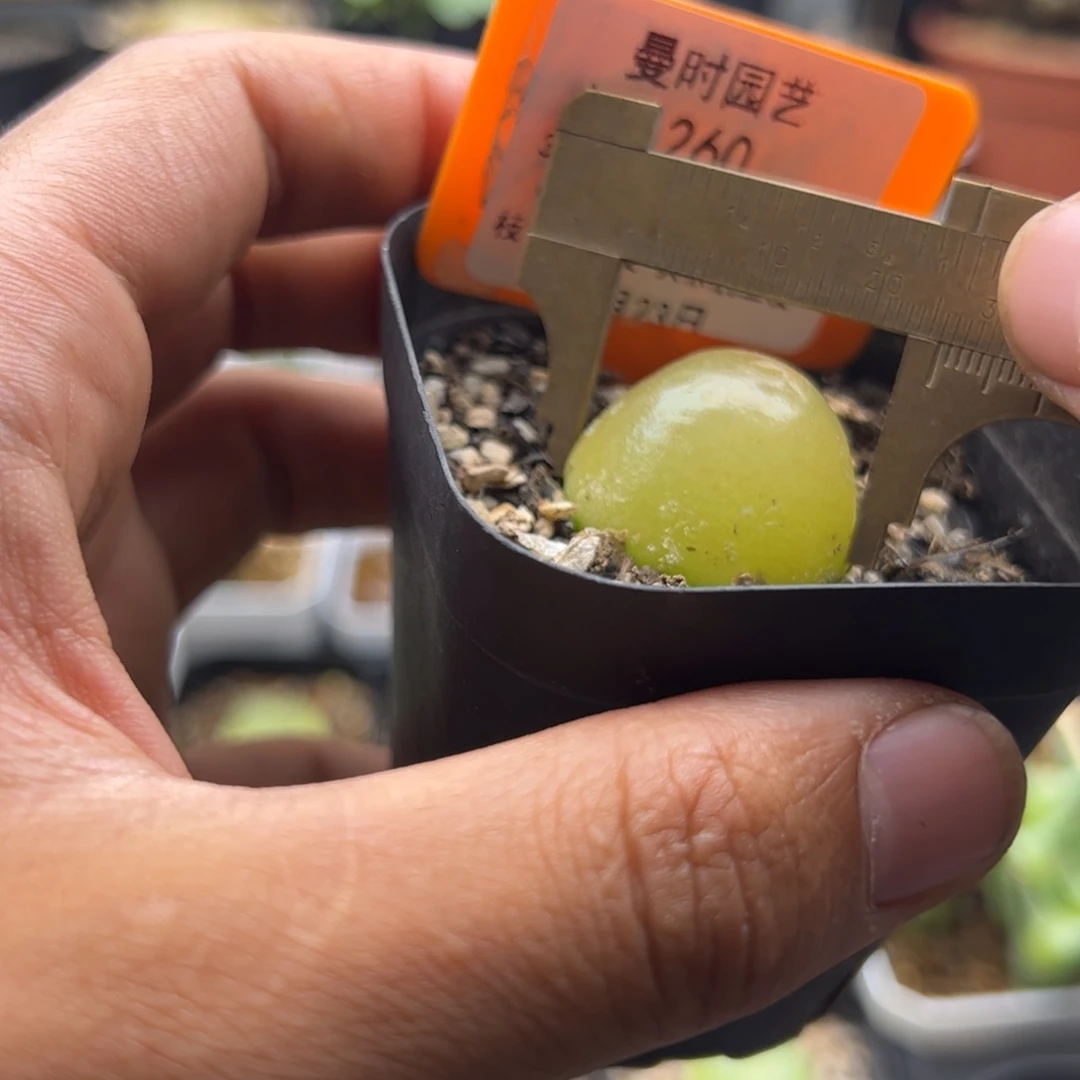 8.23大灯泡多肉植物260