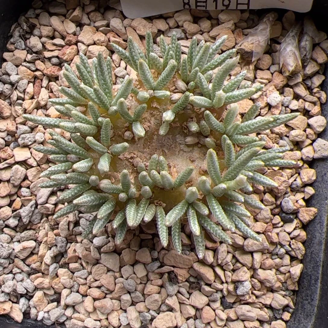 仙****?312号白花韧锦8.19多肉