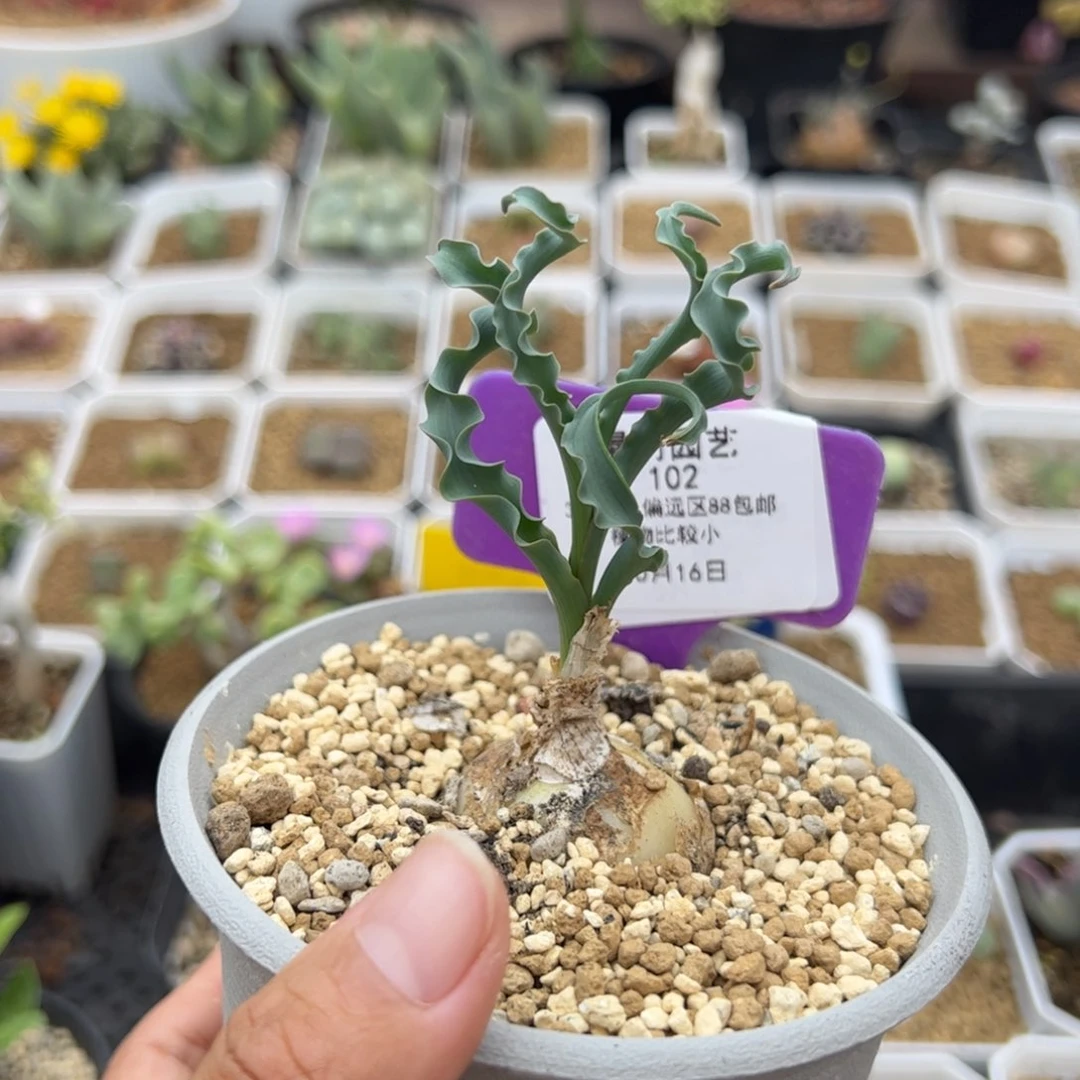 102号D属弹簧草10.16多肉