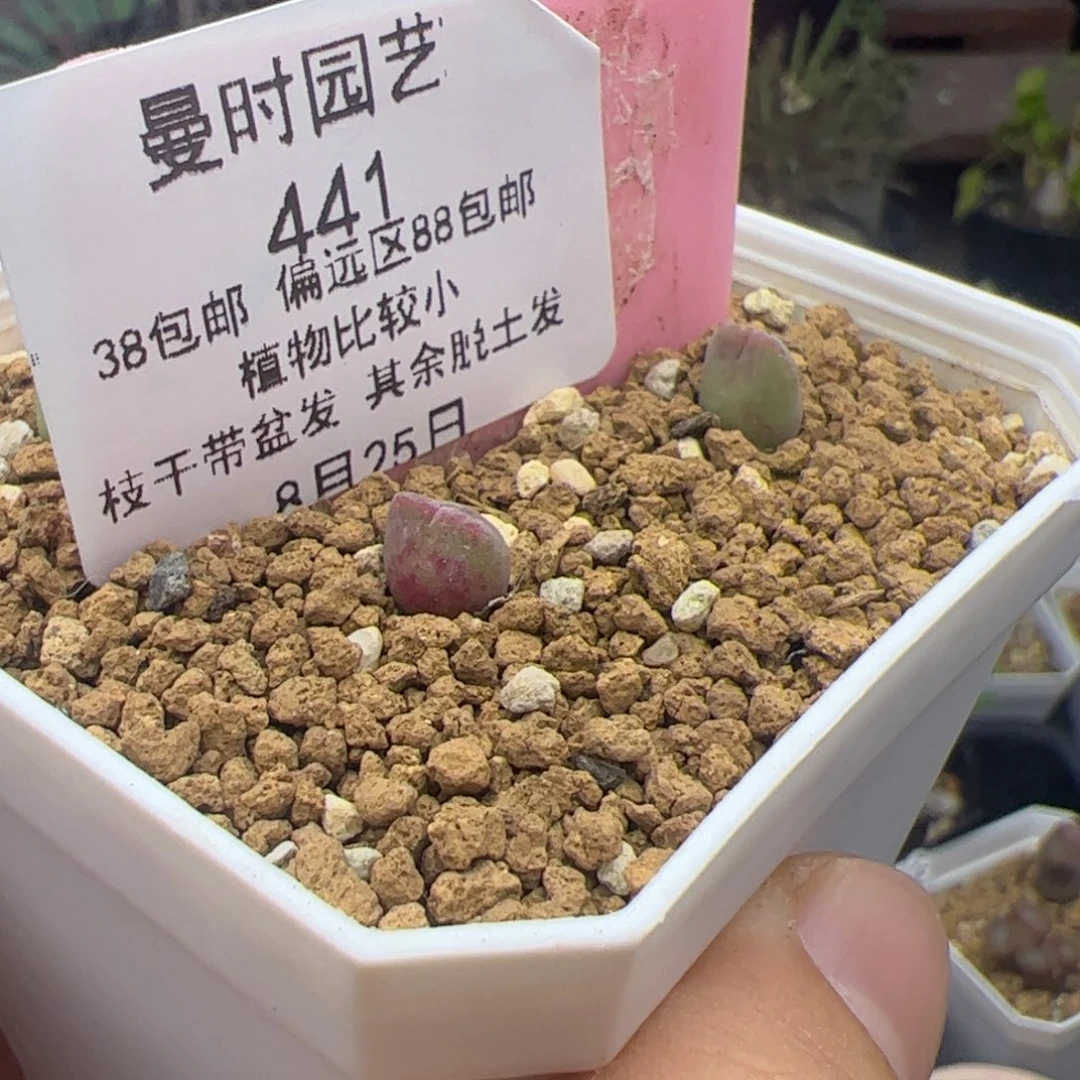 8.25两个空蝉多肉441