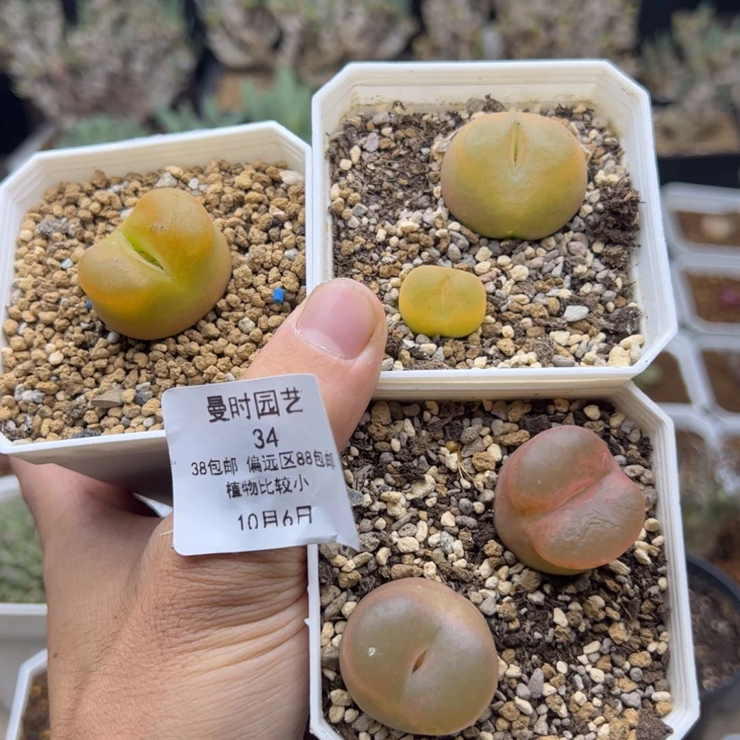 薄****10.6毛多肉34