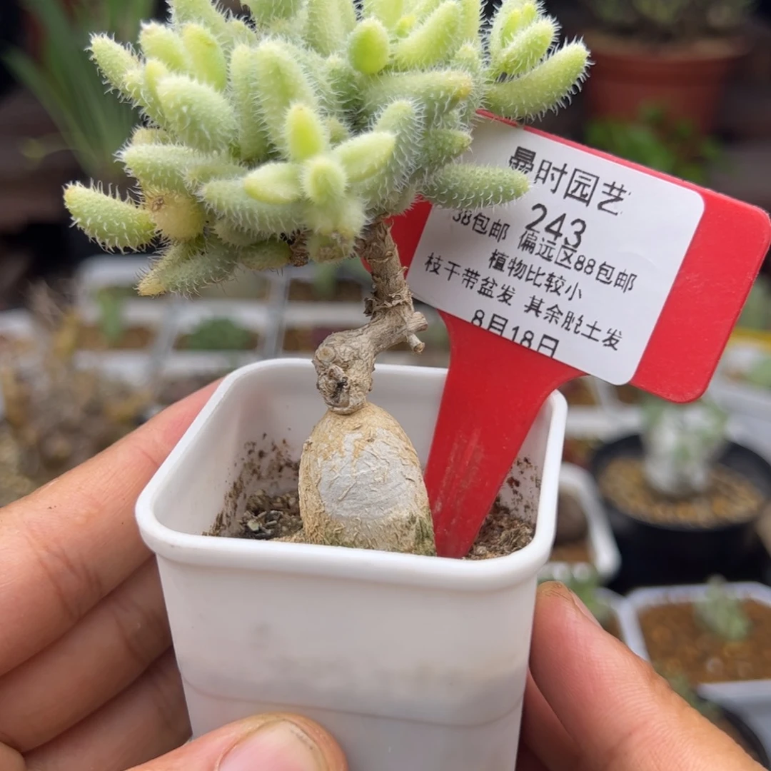8.18雷童锦嫁接冰花多肉植物243