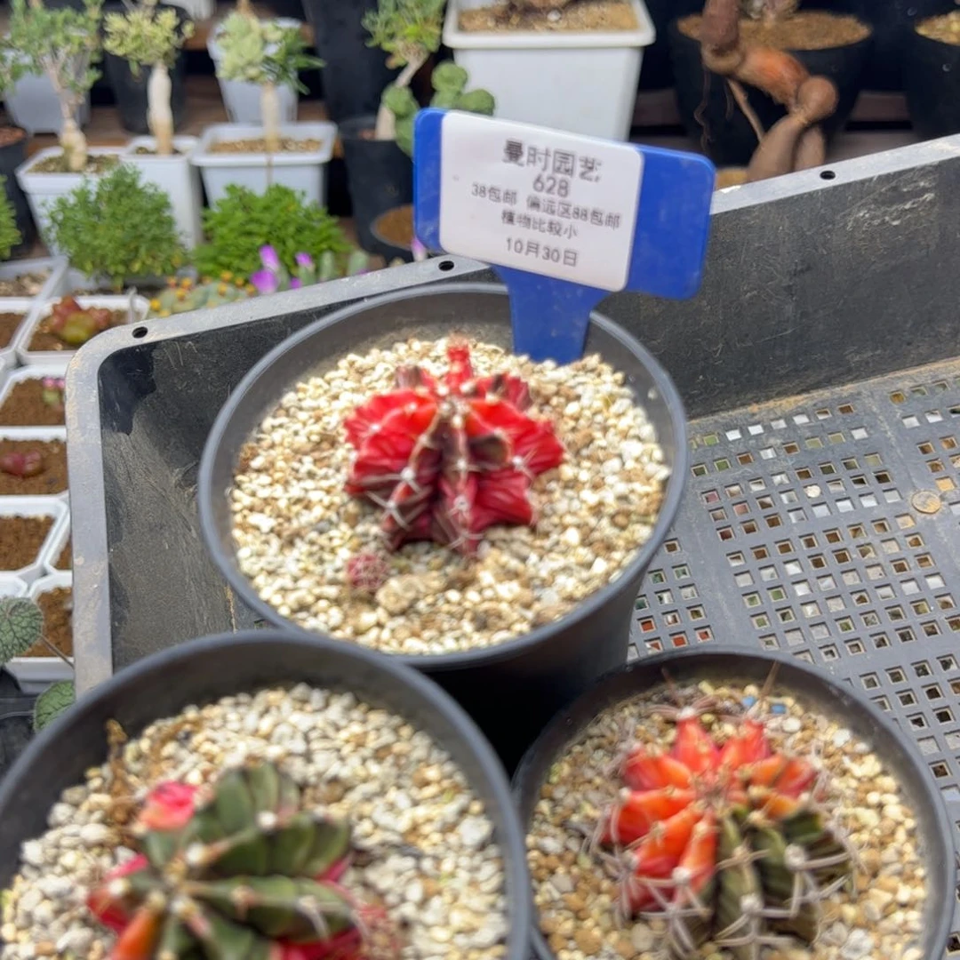 10.30甩卖多肉植物628