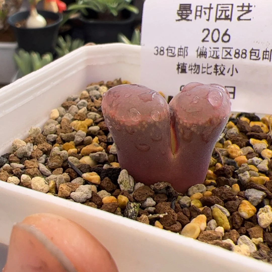 206号日系红风铃9.23多肉