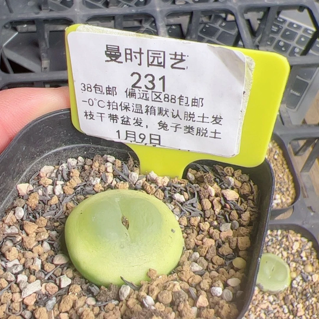 【闪购商品】叮*～1.9拉登多肉231
