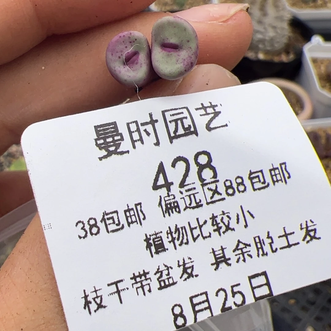 屁**颠428号嘴8.25多肉植物