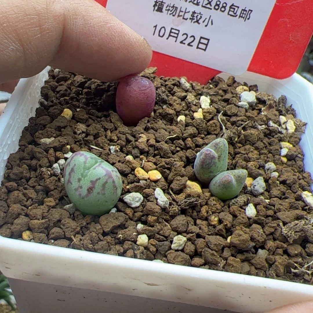 10.22一盆多肉植物组合283
